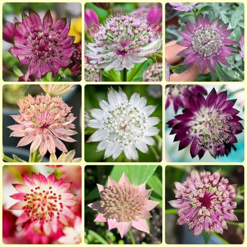 Semi di ombrella stellata - semi di d' Astrantia maggiore - semi di campo perenni esotiche 200pcs