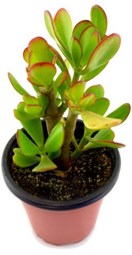 Planta de Jade Crassula Ovata 10cm Planta Natural en Maceta Pequeña