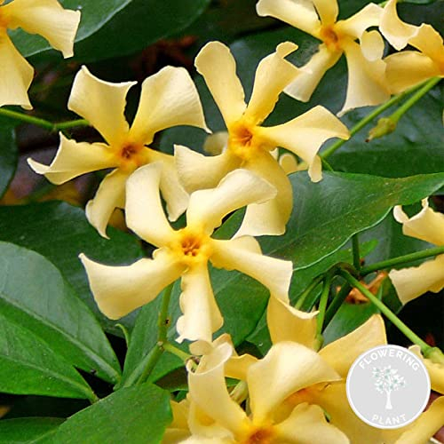 Bloomique - Trachelospermum jasminoides - Jasmin étoilé jaune - Plantes grimpantes - Plantes de jardin - Persistantes - Rustiques - 50-70 cm de haut - Pot 15 cm