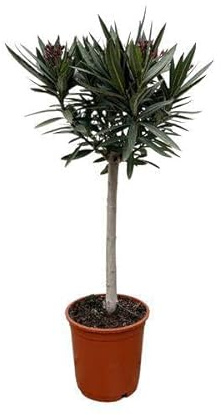 Rosenlorbeer Gartenpflanze Ø22cm 90cm – Pflanze für Garten, Balkon, Terrasse, Kübel & Beet online kaufen