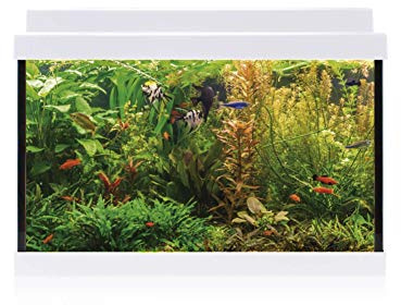 ICA Kit intérieur Aqualed 20 Blanco, 20 L, 40,7 x 29,2 x 20,2 cm