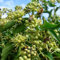 GardenersDream Hedera Hibernica - XL Irischer Efeu Winterhart - Schnellwachsende Kletterpflanzen - Winterharte Pflanzen für Garten