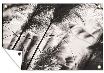 MuchoWow Poster exterieur Herbe de la pampa - Noir - Blanc - Plante Decoration murale 120x80 cm Résistant aux intempéries/soleil