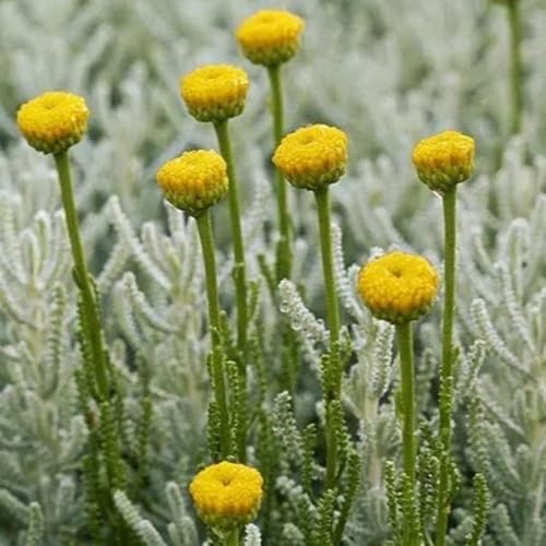 Semi di Santolina chamaecyparissus, copertura del terreno, perenne da balcone resistenti di come per gli ospiti, biologici 30pcs