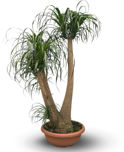 Attitude Garden - Beaucarnea recurvata - elefantfot - 150-170 cm - ⌀ 55 cm - krukväxt