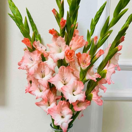gladiolenzwiebeln winterhart mehrjährig - deko balkon garten outdoor 9pcs