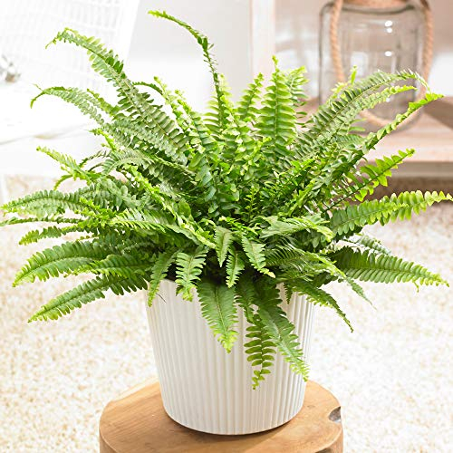 1 x Nephrolepis Schwertfarn | Atemberaubende Buschige Zimmerpflanze | 25-35 cm mit Topf