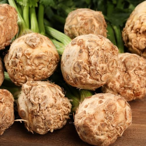 semillas de apio nabo - jardín variedades antiguas decoración 100pcs