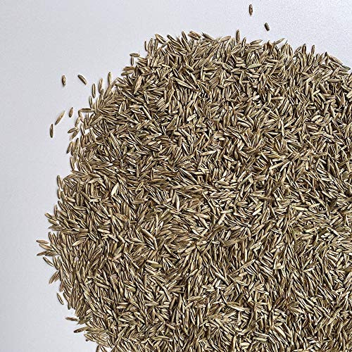 Il Contadino - Antiche Sementi | LOIETTO PERENNE| Tappeto fine molto denso, Adatto a tutti i luoghi e tipi di terreno, Ottima resistenza al calpestio, ai freddi invernali e alle malattie (10 Kg)