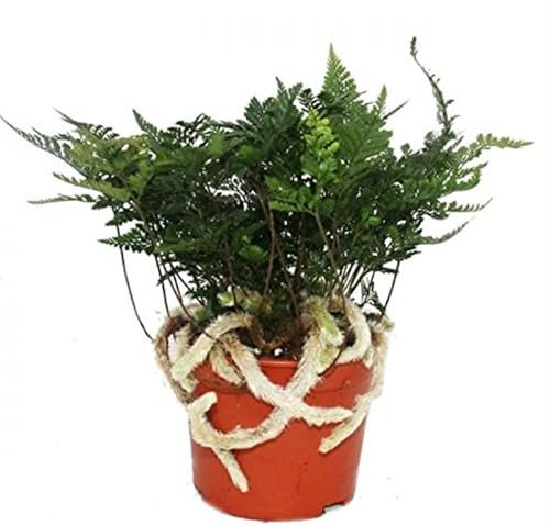 Humata tyermannii Tarantula Fern - Davallia - Rabbit's Foot Fern - Easy Care houseplant- Shade Tolerant Plant - Green Foliage houseplant in 12 cm Pot Approx 25 cm Tall