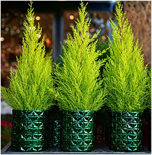 GrowOn Shrubs [x3] Dwarf Conifer Cupressus Macrocarpe 'Wilma' Goldcrest Lemon Cypress | Multi-Pack | Evergreen Shrubs | Outdoor Garden Ready Plants