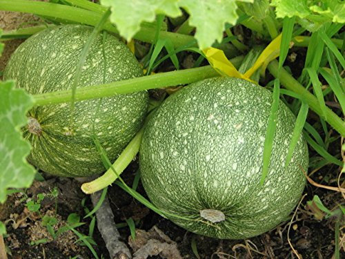 Heirloom Organic Round Green COURGETTE Early TATUME Summer OR Winter Squash 10 Organic Seeds Certified French Organic Grower