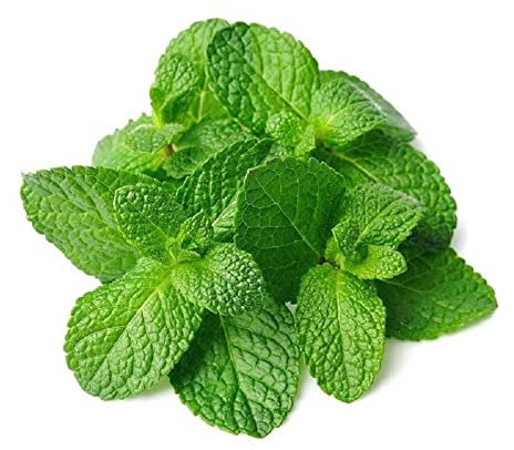 250 GRAINES de menthe verte - plante aromatique - Mentha Viridis - ** Planète Graines **