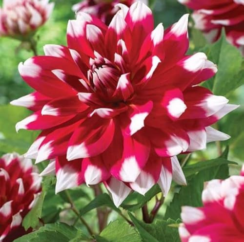 Votaniki Red Empire Decorative Dahlia Bulbs - Large, Fluffy Blooms for a Stunning Garden Display | Spectacular Color Dahlia Flowering Bulbs for Planting, Easy to Grow and Maintain (1 Pack)