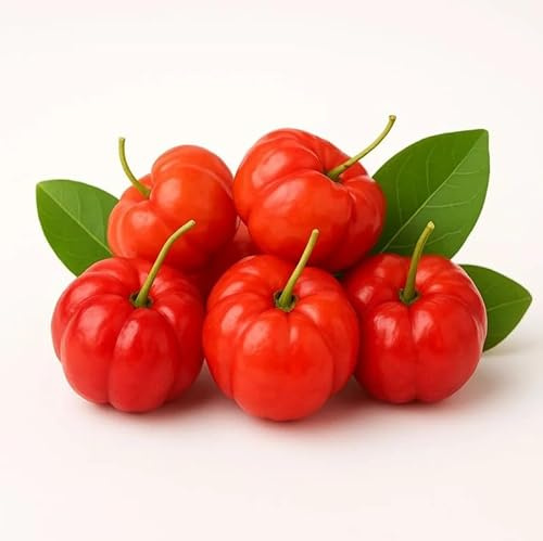 Semi di Acerola Malpighia Glabra, Ciliegia delle Barbados, Frutto Ricco di Vitamina C e Antiossidanti, Confezione 15 semi
