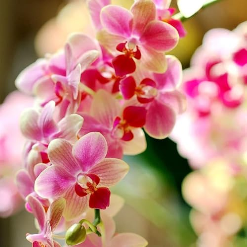 Semi di orchidea Phalaenopsis, da balcone resistenti semi di campo biologici regali per gli amanti del 20pcs
