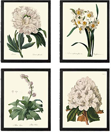 Botanical Print Wall Art Home Decor Set of 4 Antique Beautiful Redoute White Flowers Peony Narcissus Rhododendron Garden Oudoor Nature Unframed LoveThePrint