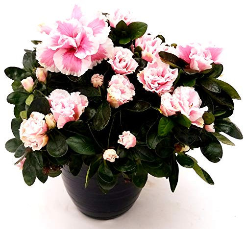POWERS TO FLOWERS - AZALEA DA ESTERNO ROSA BICOLORE, VARIETA' A FIORITURA ESTIVO/INVERNALE, vaso 16cm pianta vera