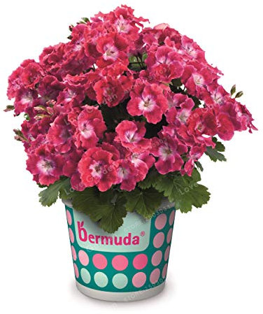 New 100pcs semi geranium flowers for red gardening: only seeds