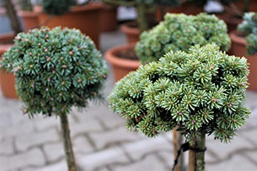 Zwerg-Koreatanne 'Blauer Eskimo' - Zwergstamm - Kräftige Pflanze im 3 lt.-Topf, Stammhöhe 40 cm, Krone mehrjährig