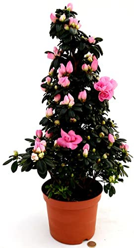 POWERS TO FLOWERS, AZALEA PIRAMIDE ROSA, VASO 17 CM, ALTEZZA 70 CM, pianta vera