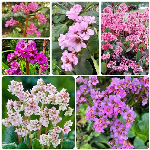 Semillas de Bergenia, decoración de la sala de estar Bergenia cordifolia, Las de jardín de rocas son resistentes. resistentes al exterior 250pcs