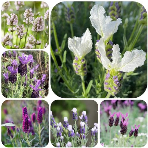 Semillas de lavanda resistente - balcón jardín variedades tradicionales 300pcs
