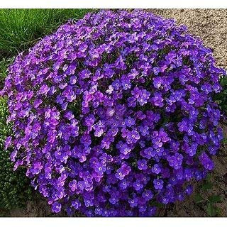 zumari Creeping Thyme Seeds - Magic Carpet - Thymus Serpyllum- Perennial Ground Cover