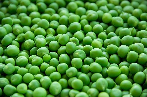 100g Early Onward Pea Seeds in Handy Pouch Popular Peas Early Maturing