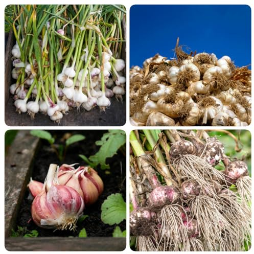 9 pcs steckknoblauch（garlic，knoblauch） knoblauch granuliert winterharte pflanzen für balkon pflanzknoblauch winterharte pflanzen gemüsepflanzen gemüse gartenpflanzen winterhart mehrjährig