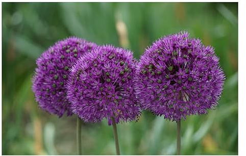 10x Allium Aflatunense Bulbs Purple Globe Flowering Hollandicum Easy to Grow Ornamental Onion Spring Blooming Hardy Pollinator Friendly Perennial