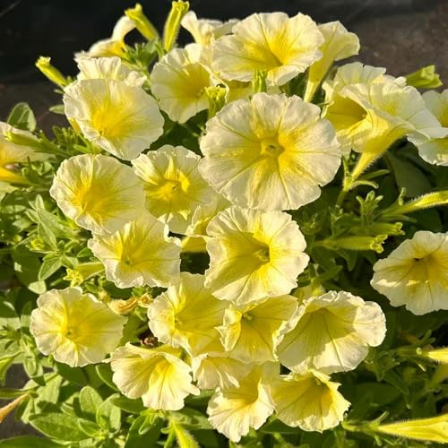 semi di petunia, petunie pendenti ornamentali per luoghi soleggiati petunie di semi decorazione floreale organica per balcone da ufficio, tetto verde 800semi