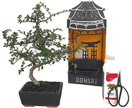 PACK INICIACIÓN BONSAI NATURAL DE INTERIOR DE ZELKOVA 6 AÑOS INCLUYE TIJERAS 120MM Y ABONO ECO