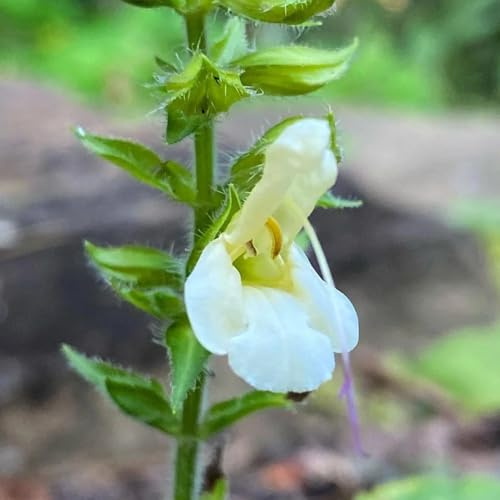 semillas de salvia - salvia - semillas de como recuerdo fiesta ornamentales raras orgánicas silvestres primavera jardín exóticas 450semillas