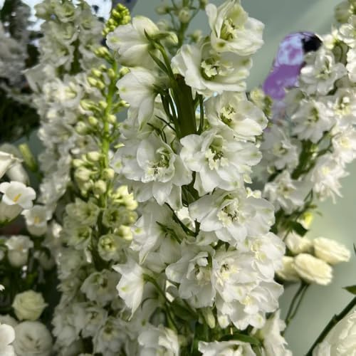 semi di delphinium resistente perenne - delphinium - Decorazione da giardino per esterno, balcone di perenni resistenti di campo, aiuole 300pcs