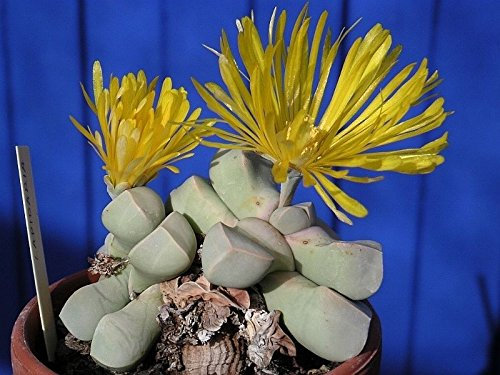 15 lapidaria graines ~ Karoo pierre vivante Rose mesemb cactus succulent