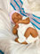 Enjoy with Love Neue 49CM Levi Tuch Körper Neugeborene Baby Puppe Reborn Weiche Silikon Dunkle Haut Hand Paint Puppe
