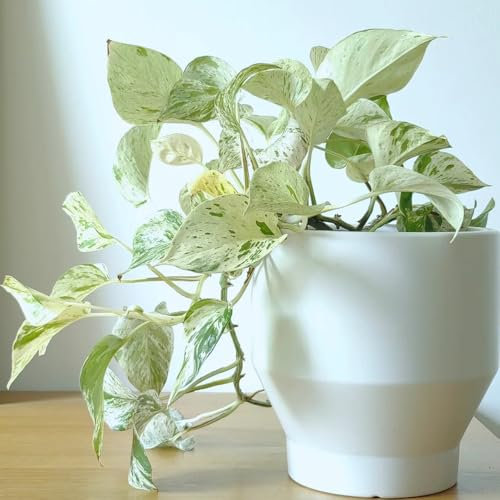 30 pcs efeutute samen bonsai samen, kletterpflanzen winterhart schnellwachsend (Epipremnum aureum) zimmerpflanzen echt, kletterpflanzen bodendecker pflanzen winterhart, geschenk gartenliebhaber