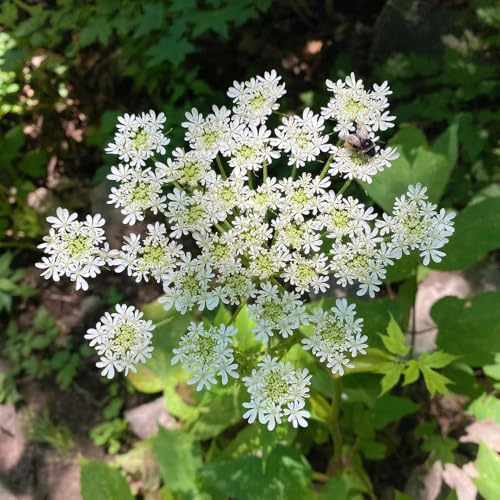 semi di levistico biologico - decorazioni da giardino per esterni tappezzante e resistente di esotiche 200pcs