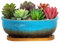 ARTKETTY Vaso per piante grasse, 20 cm, rettangolare, per piante da interno, bonsai in ceramica, con vassoio di drenaggio, piccolo vaso per fiori, casa, giardino, finestra