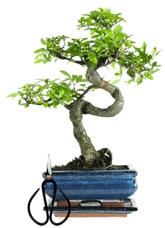Bonsaï Arbre avec pot de fleurs en céramique d'env. 25-35 cm de haut, soucoupe et ciseaux - Coffret cadeau bonsaï - (Bol de 15 cm environ 7-8 ans, bonsaï orme chinois)
