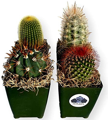 Fat Plants San Diego Large Cactus Plant(s) (4)
