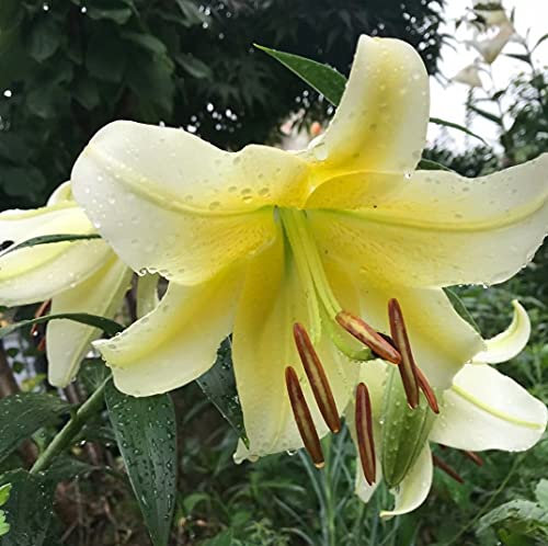 Lot de 3 bulbes de lys orientaux Jaune