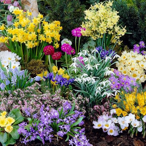 Bulbi Fiori Perenni da Esterno - Bulbi Primaverili per Fiori Selvatici - 50 pezzi - Crocus, Muscari, Anemone, Iris - Qualità olandese - per giardino, vaso e balcone (non semi, non artificiali)