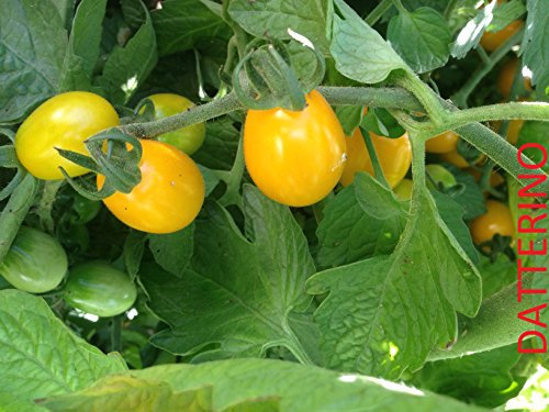 SEMI POMODORO DATTERINO 3 VARIETA' -GIALLO-ROSSO-ORANGE STAR-CILIEGINO ARANCIO-