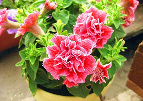 Neue 100 Stück Petuniensamen, gemischt mit Blütenblättern aus rosa Blüten