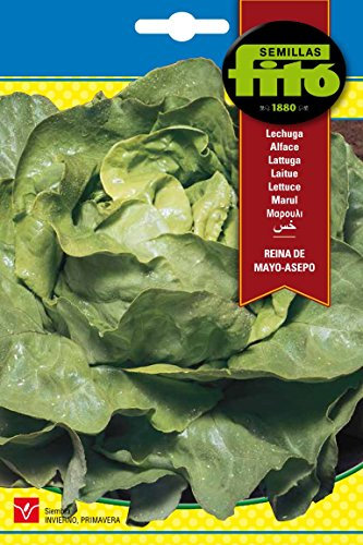Semillas Fitó 185 - Semillas de Lechuga Reina de Mayo Asepo