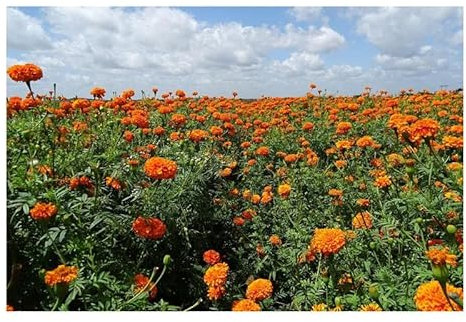 Pcs - 25x Souci Orange Gitana Calendula Jardin Plantes - Graines KS156 - Seeds & Plants Shop by Ipsa