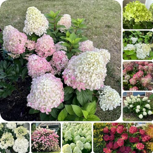150 pcs Rispenhortensien Winterhart Pflanze, blumen deko zimmerpflanzen Hydrangea Paniculata blumenwiesensaat geschenke für pflanzenliebhaber garten pflanzen blumen garten geschenk