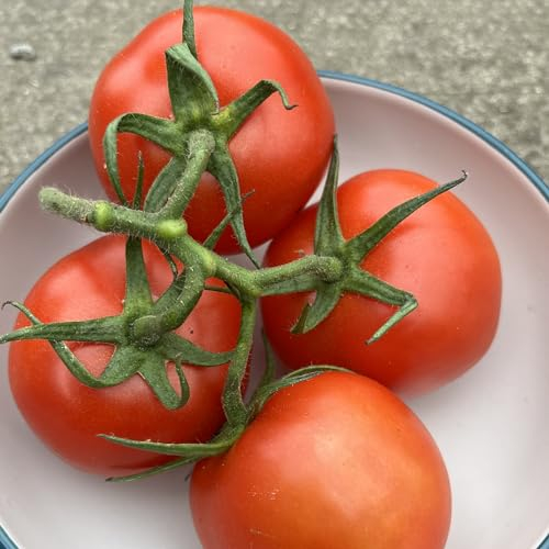 Tomato Seeds Moneymaker – 18 Fresh Money Maker Tomato Seeds – Plant and Grow Your Own Vegetables Ideal for Greenhouse Polytunnel Growbags Pots Containers - Packed in The UK by Meldon Seeds
